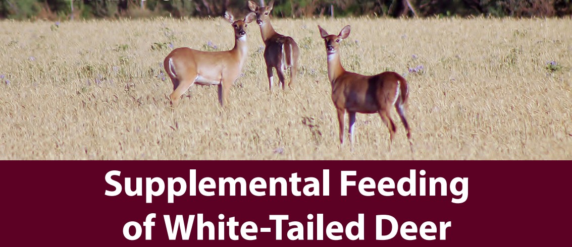 The Best Time to Feed Deer Protein